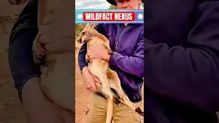 Heartwarming Animal Rescues: Inspiring Stories of Love and Compassion! #Shorts #kangaroo #rescue #yt