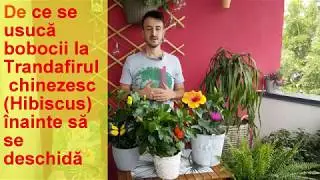 De ce se usuca bobocii la Trandafirul chinezesc (Hibiscus)