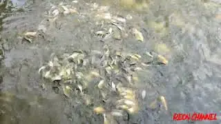 Ini Ikan Hiu Apa Ikan Patin,,, Serem Pas di kasih pakan