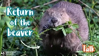The Welsh Beaver Project