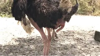 This is How Male Ostrich Behave || Watch very close you will see ......!!
