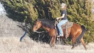 Topsail Banjo - trail riding - Valley View Ranch