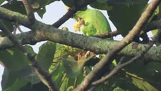 Un loro llega a comer  flores de balso 
