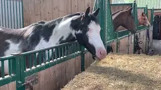 Horse eats Hay 🐴 Beautiful Horse 🐴 Overo Paint Horse 💕Hungry Gelding 🐴