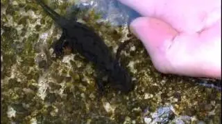 Molche Handf&uuml;tterung