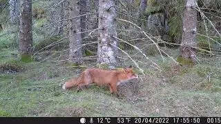 A fox hunting for food