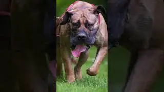 Boerboels Are True Working Dogs, Remarkable Energy And Robust Health #shorts  #boerboels