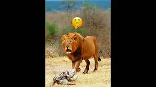 Lion, cheetah ke बच्चे से क्यों डर जाता है😳
