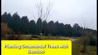 Pairing Cold Hardy Bamboo with Ornamental Flowering Trees