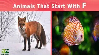 Animals That Start With The Letter F - Listed With Facts!