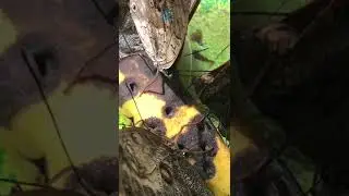Butterfly Tongue
