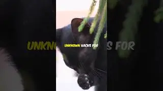 Secret Tips for Shiny Black Cat Fur #amazingfacts #cat #catlover #blackcat