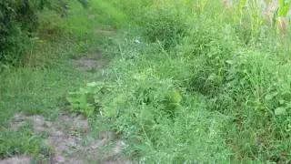 VID00216
