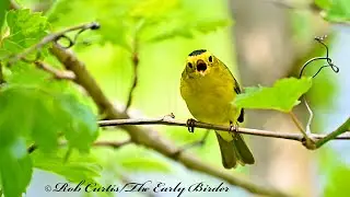 Cardellina pusilla  WILSON'S WARBLER  male foraging, gets insects, bathes. 9095052