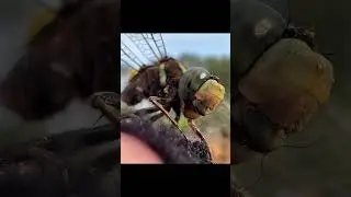 Catching insects in the gardengot Betta fish Etruscan shrew Millipede grasshoppe frog 047