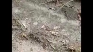 Wildlife - Lizard Plays Dead