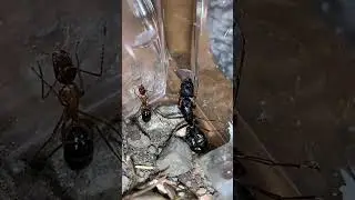 Size comparison of Camponotus vicinus workers: Nanitic vs. wild median (damaged in brood boost).