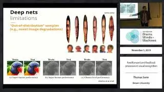 Feedforward and feedback processes in visual recognition