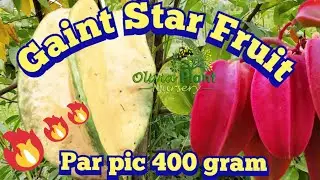 Gaint Star Fruit 400 Gram,Big and very sweet, Don't miss Video 💥💥💥💥💥