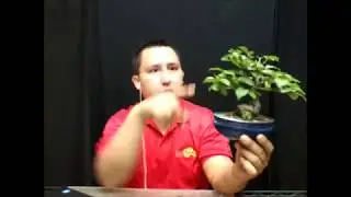 Bonsai de Interior o Exterior