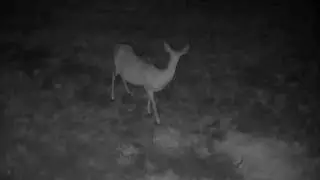 05 12 24 1251am A deer eating in the back field. #deer #wildlife #whitetaildeer