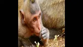 Baby monkey Timo is eat plants that grow on rocks, Poor baby monkey Timo