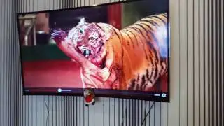 Обзор-отзыв о телевизоре  TCL L48P1FS