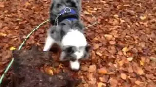 Snuffelen