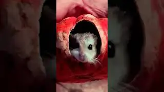 ПРАВДА ЖИЗНИ, #hamsterhouse