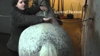 Back reflexes on horses