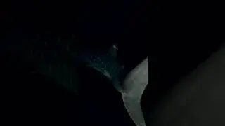 Whale Shark At Night #saveourseasfoundation #whaleshark #filterfeeder #oceanconservation