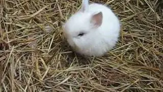 5 Kaninchen  Bunny Baby´s    (2 - 3) Wochen alt