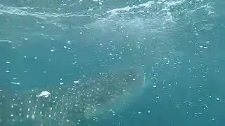 tibur&oacute;n ballena enorme!!!