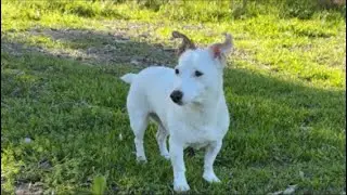 LIVE: Tatu Plays Fetch | Vertical Dog Cam #live