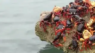 Crabs invade Cuba's Bay of Pigs