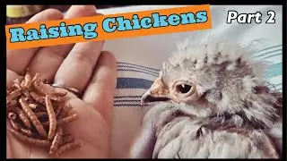 First time chicken owners - Raising chicks in the city - part 2