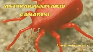 Antiparassitario Canarini