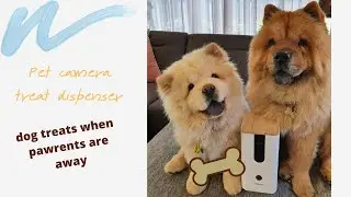 Pet Camera review 2020 | Dog treat dispenser for our Chow chow (dogness)