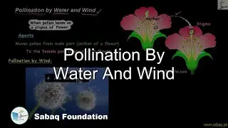 Pollination By Water And Wind, General Science Lecture | Sabaq.pk