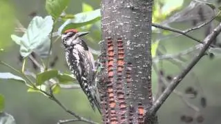 Sphyrapicus varius Yellow-bellied Sapsucker at wells