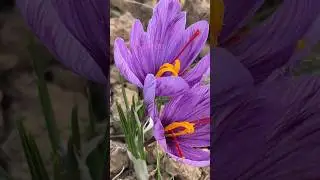 From Plant to Plate: Exploring Kashmir's World Best Saffron 🦸