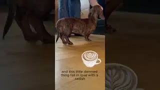 Axa mini Dachshund love 🫜 radishes just like that #jamnik #dachshund #puppy #sausagedog