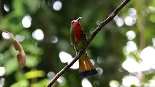 Red bearded bee eater