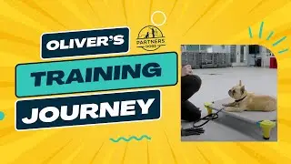 Partners Dog Training Journey | Oliver