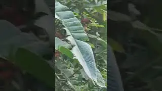 WILD BANANA FLOWER #shorts