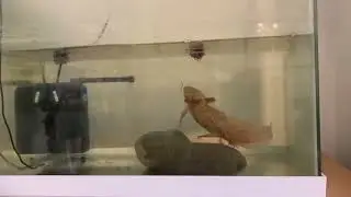 Feeding time for the axolotls! Look at Cooper the copper axolotl go! It&rsquo;s raining bloodworms