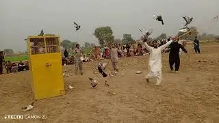 کبوتر بازی ایک جنون🕊🕊🕊||شاہد حسین کا کھوکھا بمقابلہ خلیل حسین کا کھوکھا||زبردست مقابلہ||