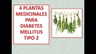 4 PLANTAS MEDICINALES para DIABETES TIPO 2 / Descubre las 4 plantas medicinales LO MEJOR DE LO MEJOR
