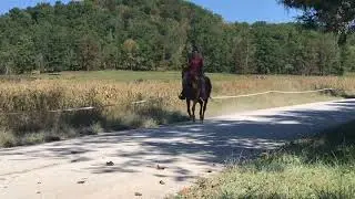 Bentley !!!!!  John mule for sale. Watch this awesome short lope on a mule. WOW ‼️‼️‼️‼️‼️‼️‼️‼️‼️‼