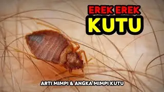 EREK EREK KUTU 2D 3D 4D & ARTI MIMPI TENTANG KUTU